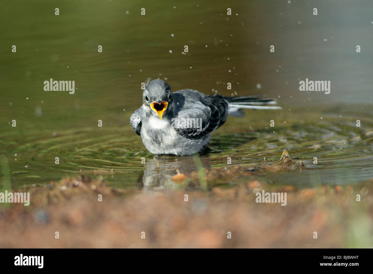 Pied Wagtail (Motacilla alba), fledgling bathing in puddle Stock Photo