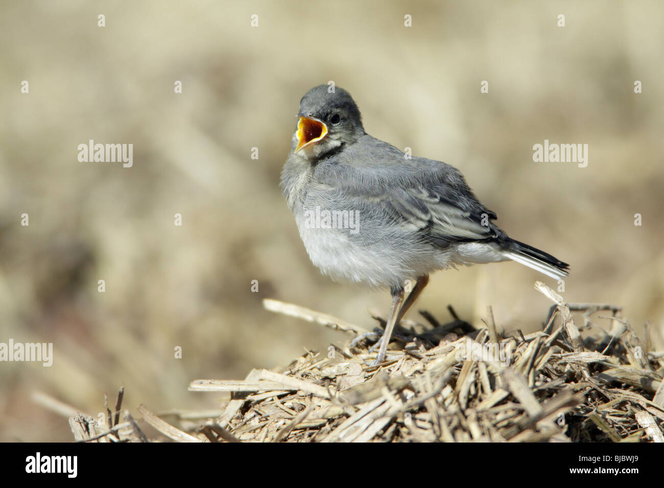 Pied Wagtail (Motacilla alba), fledgling calling for food Stock Photo