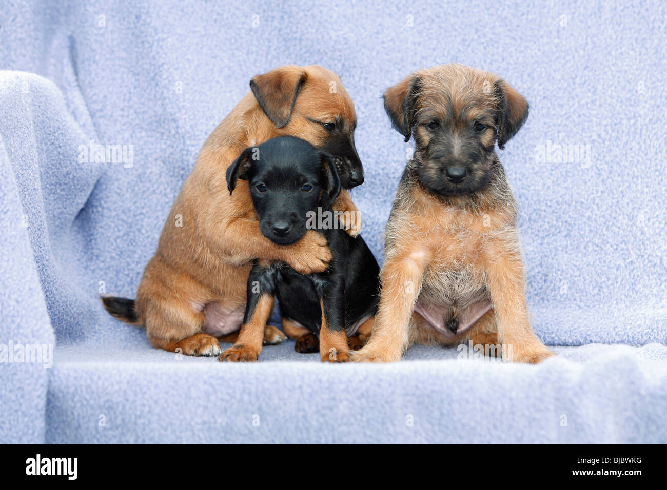 Westfalia / Westfalen Terrier, three puppies sitting in a row, Germany Stock Photo