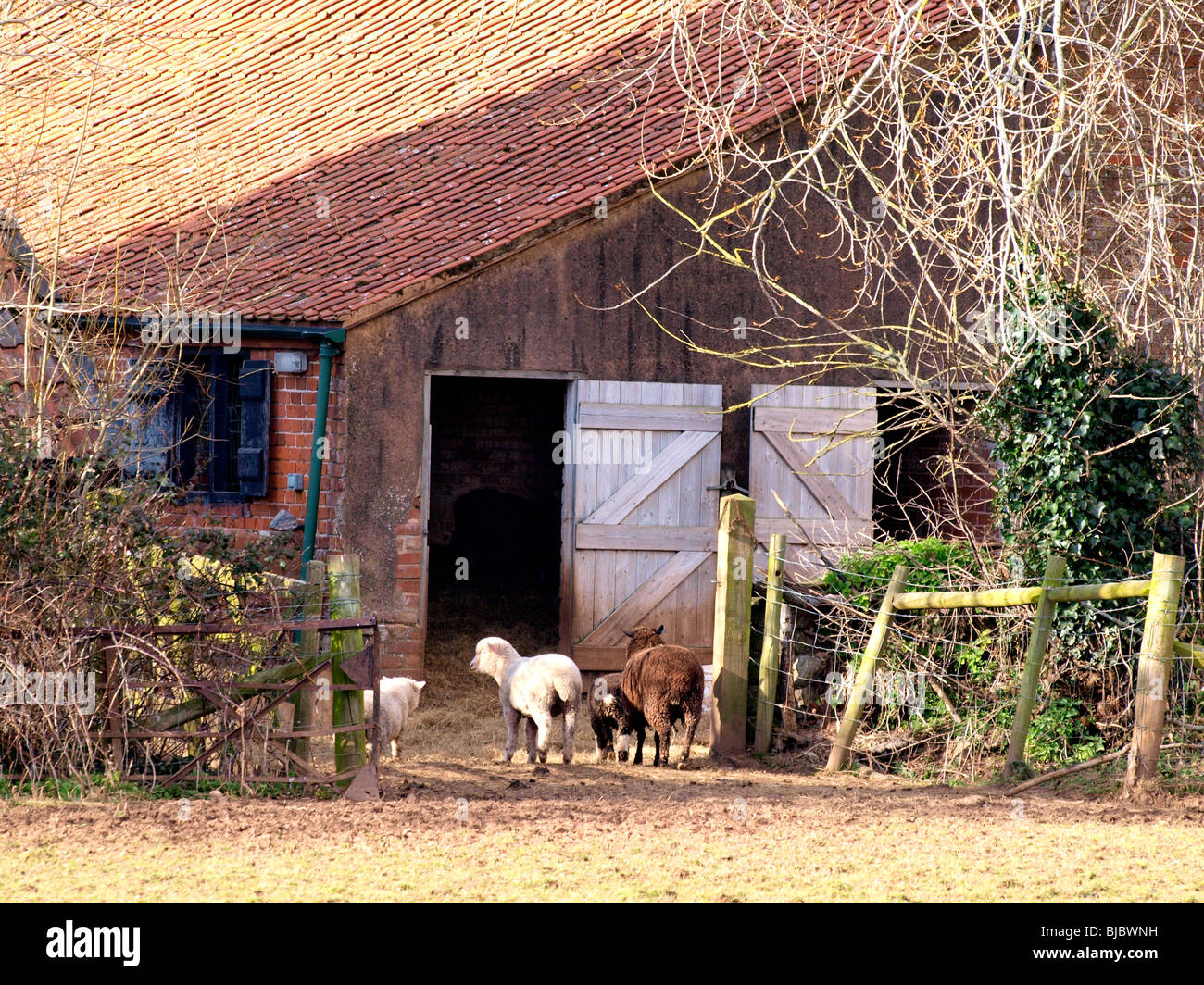 Sheep Heading Into Big Stone Barn Devon Uk Stock Photo 28535853