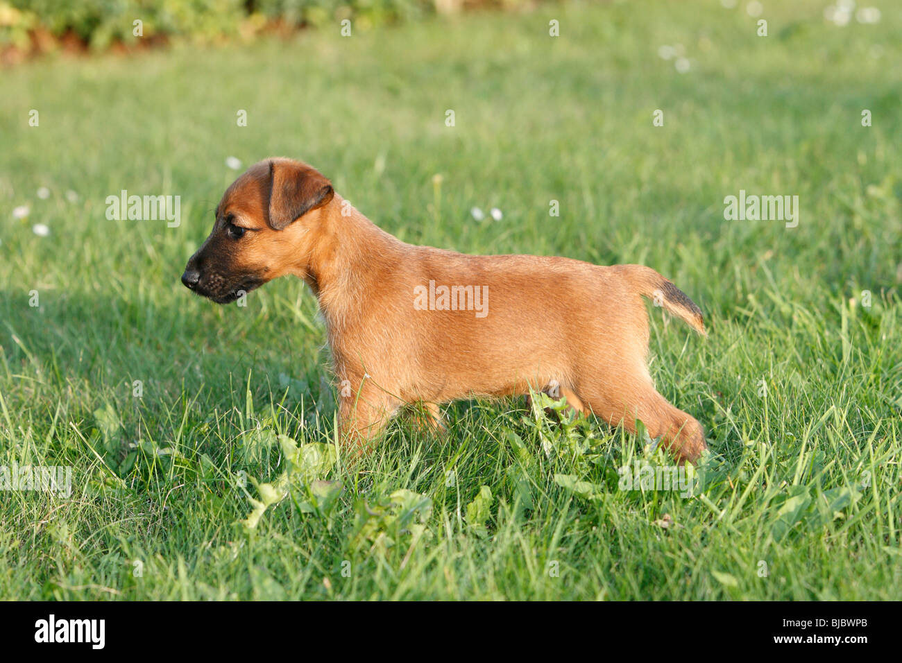 Westfalia / Westfalen Terrier, puppy on lawn, Germany Stock Photo