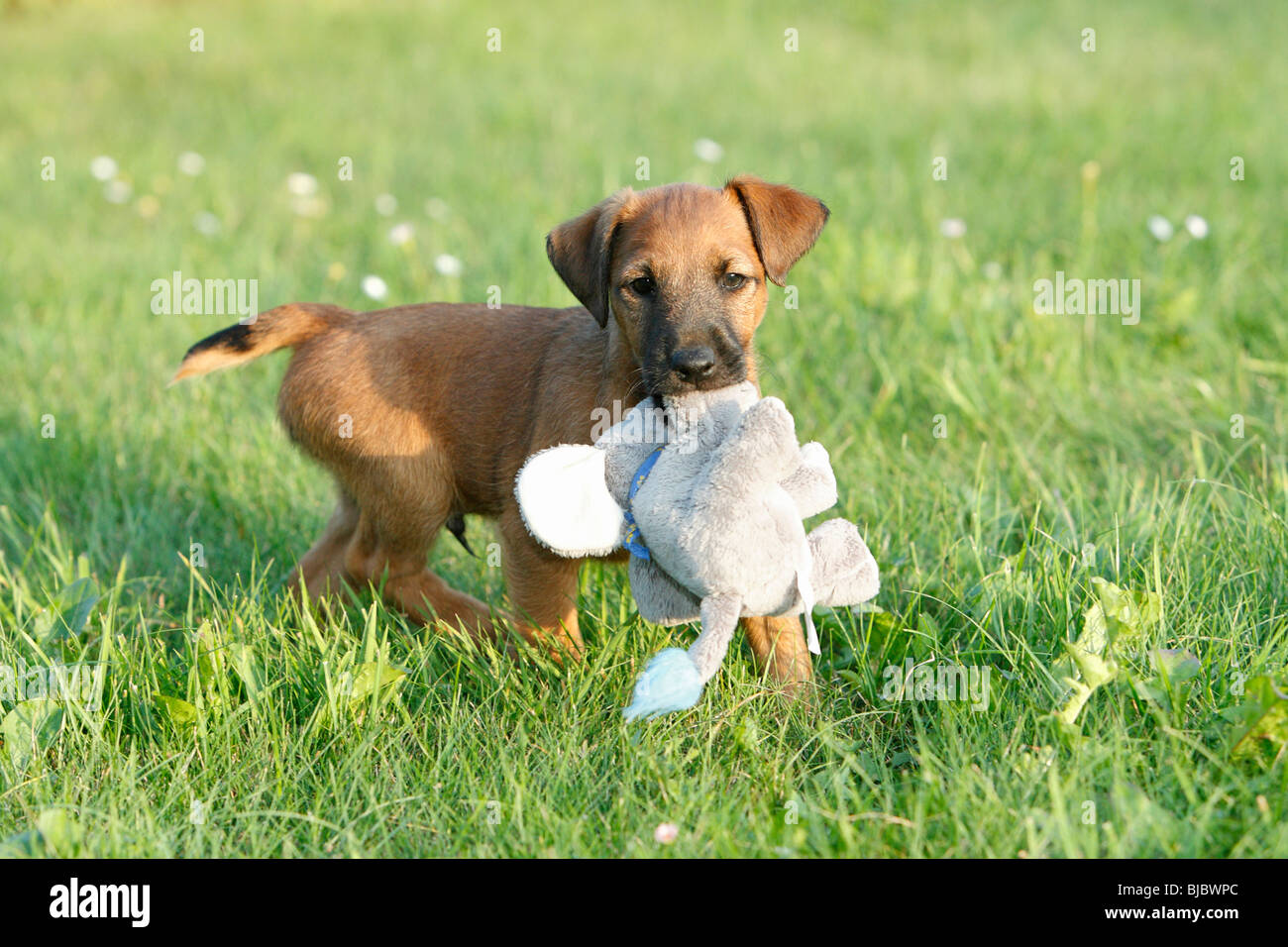 Westfalia / Westfalen Terrier, puppy playing with cuddly toy, Germany Stock Photo