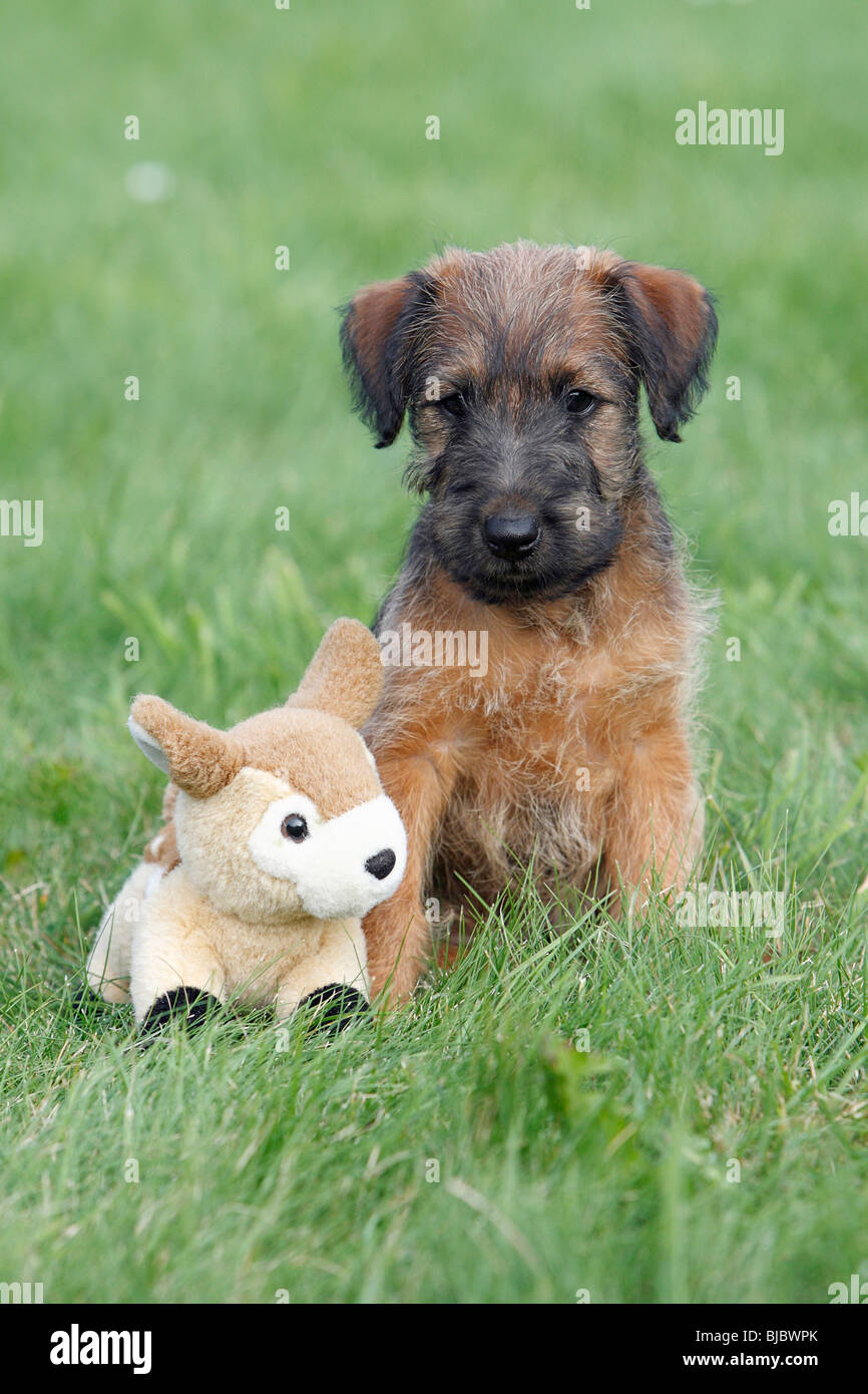 Westfalia / Westfalen Terrier, puppy with cuddly toy, Germany Stock Photo