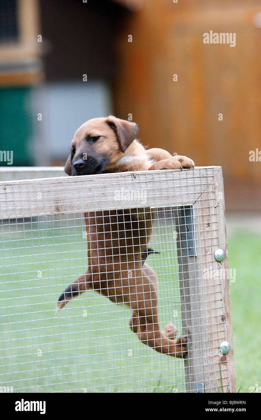 Dog pen hi-res stock photography and images - Alamy