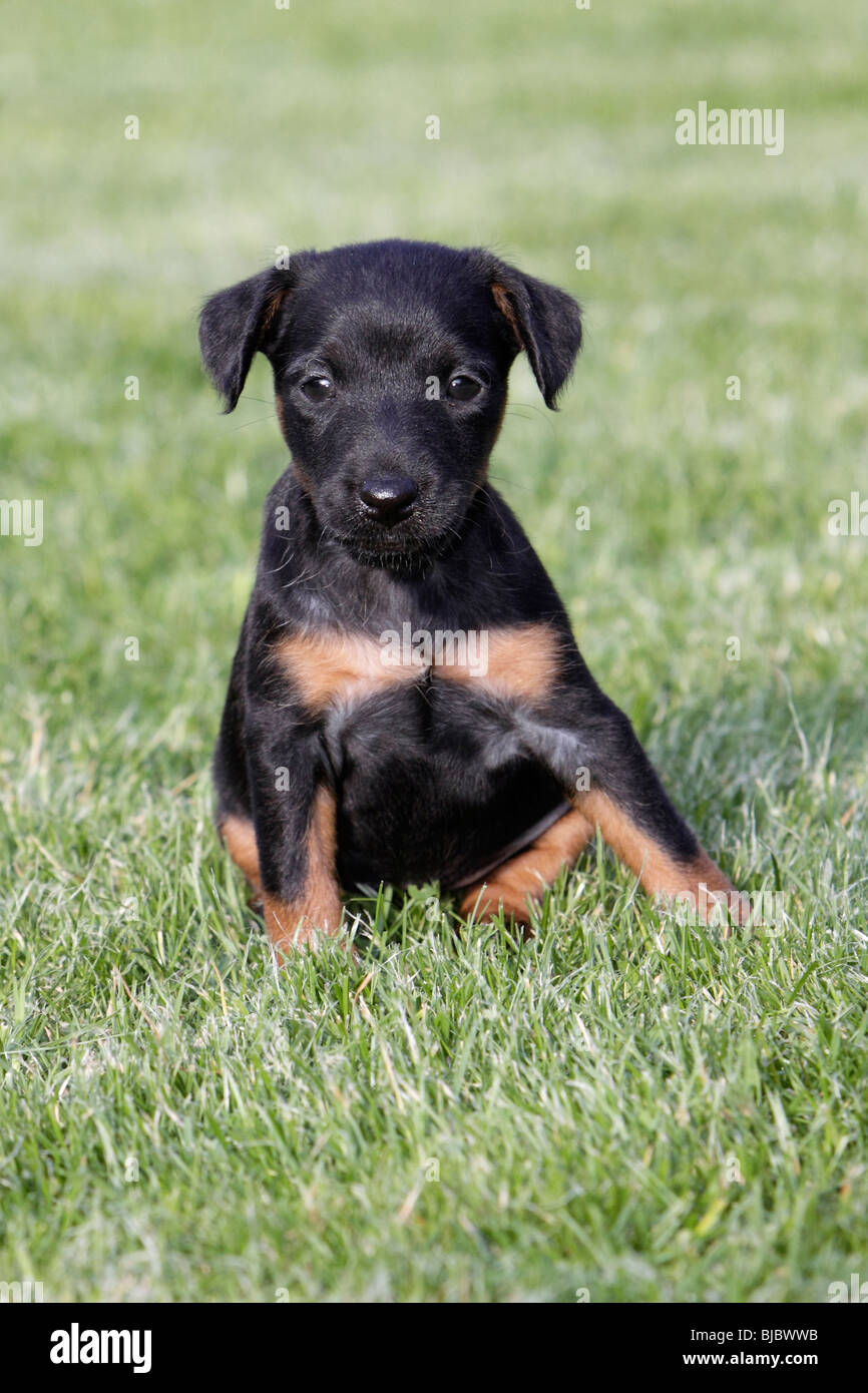 Westfalia / Westfalen Terrier, puppy sitting in garden, Germany Stock Photo