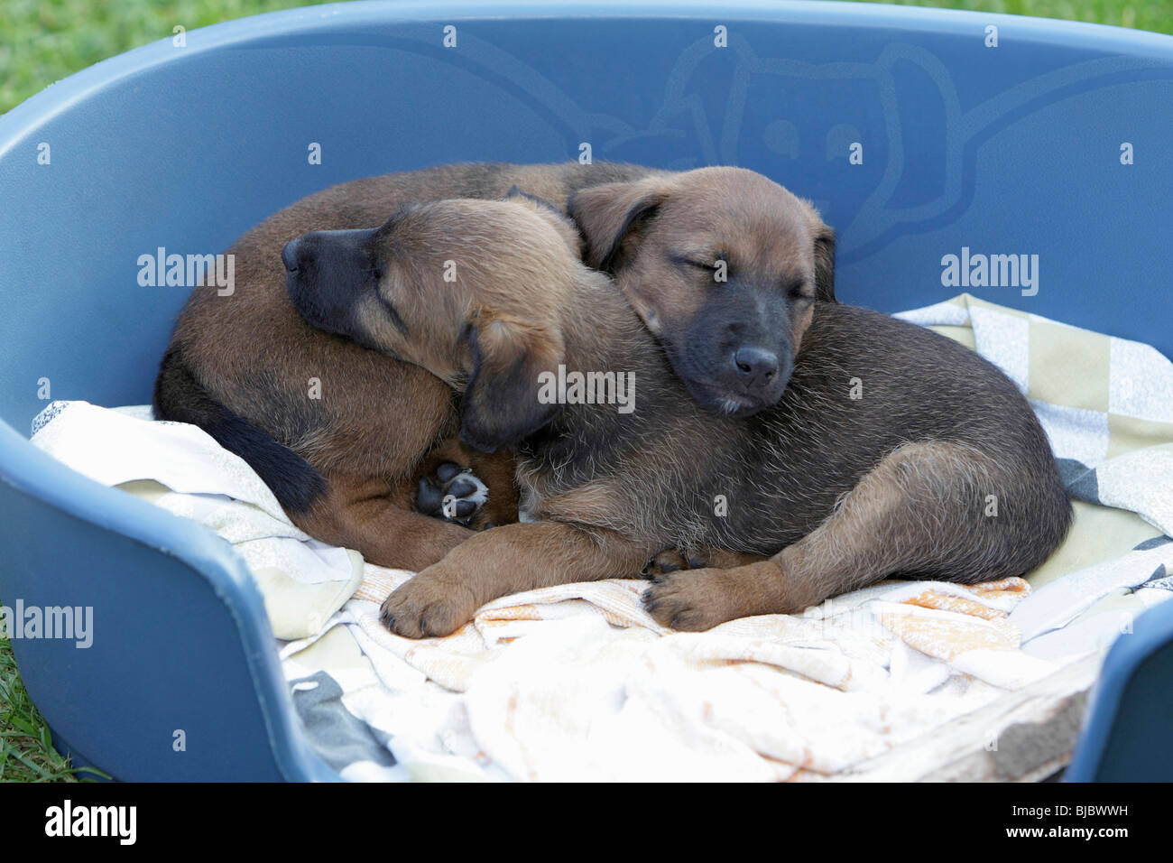 Westfalia / Westfalen Terrier, two puppies in basket sleeping, Germany Stock Photo