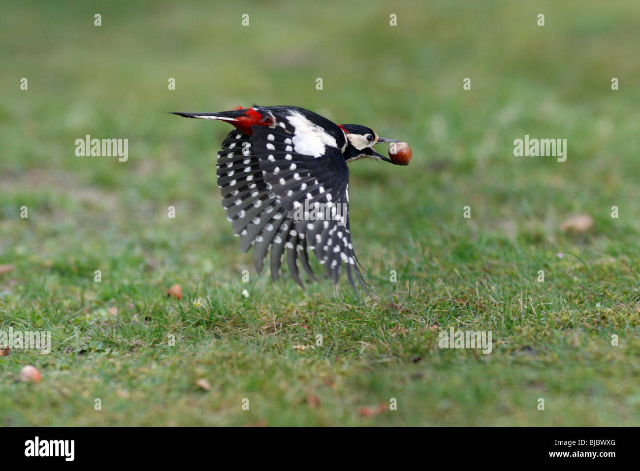 Great Spotted Woodpecker (Dendrocopos major) - in flight with hazelnut in beak Stock Photo