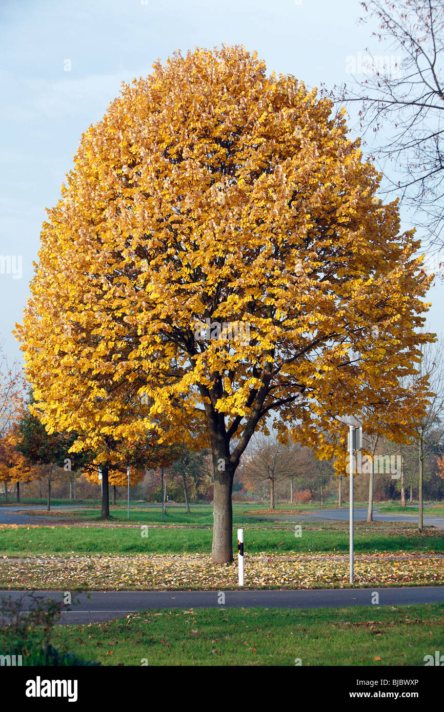 Silver Lime Tree (Tilia tomentosa) street tree in autumn colour, Hessen, Germany Stock Photo