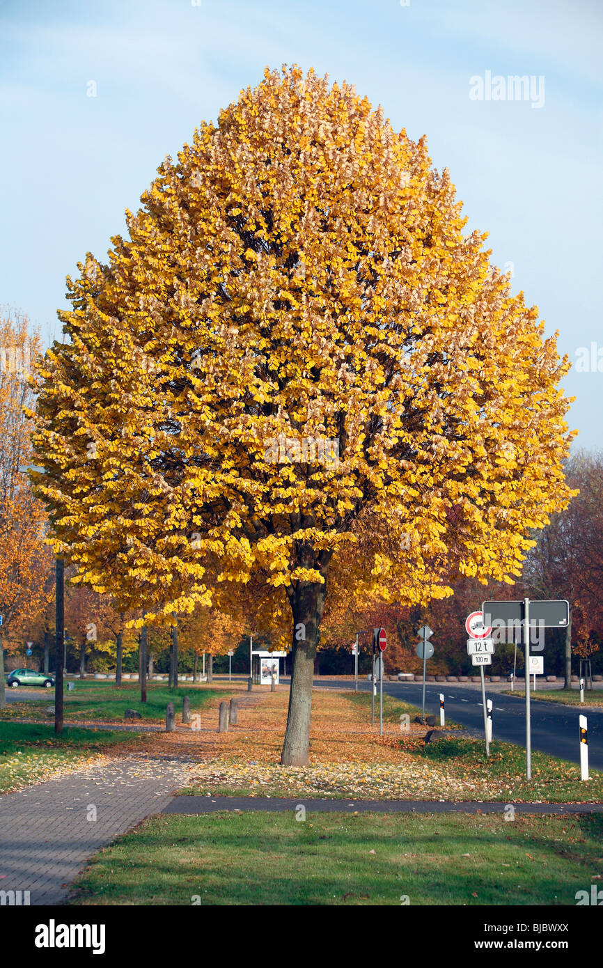 Silver Lime Tree (Tilia tomentosa) street tree in autumn colour, Hessen, Germany Stock Photo