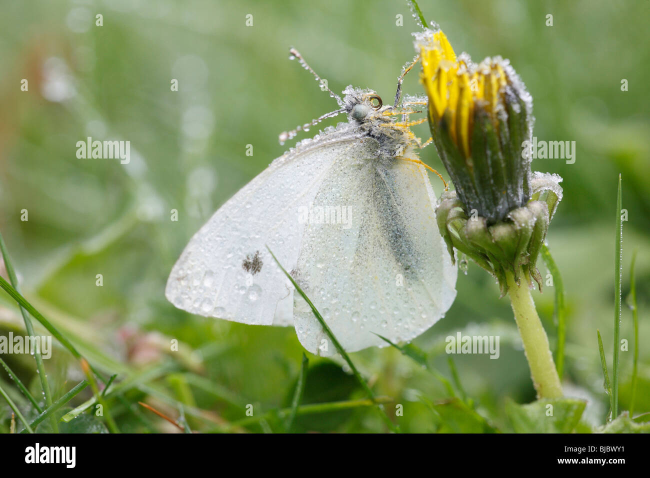 Small / Cabbage White Butterfly (Pieres rapae), covered with autumn frost, Germany Stock Photo