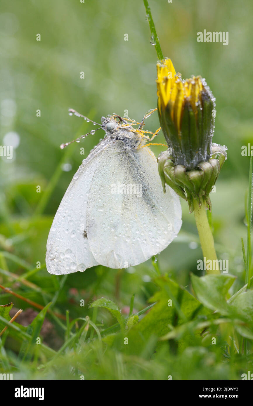 Small / Cabbage White Butterfly (Pieres rapae), covered with autumn frost and dew drops, Germany Stock Photo