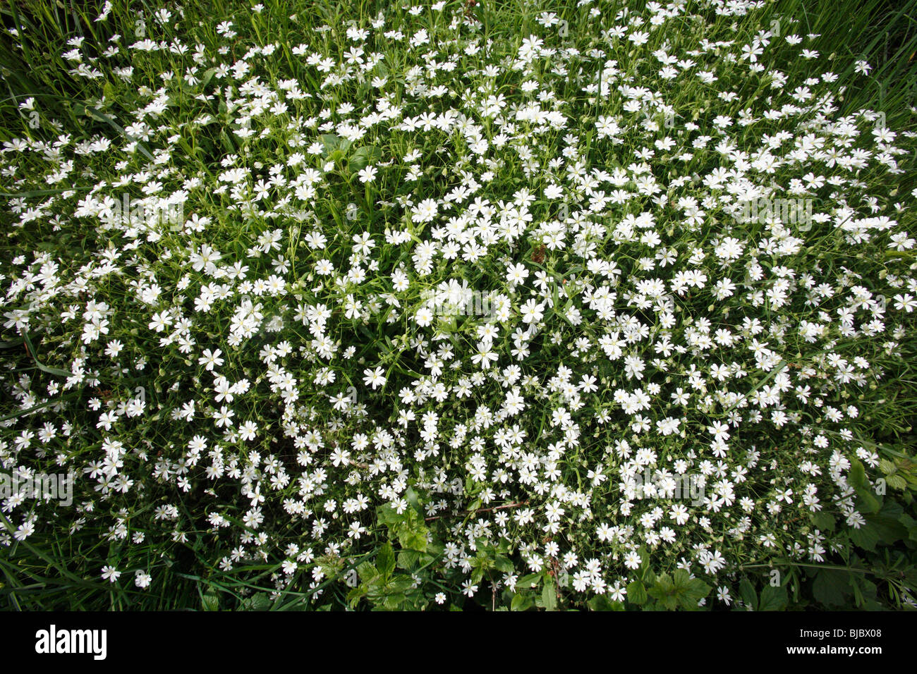 White wild flower hi-res stock photography and images - Alamy