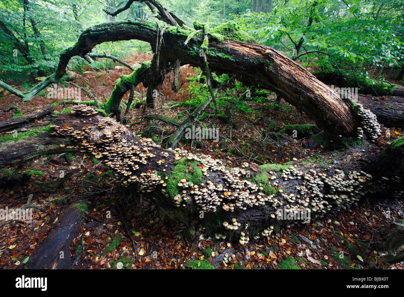 Sulphur Tuft (Hypholoma fascicular) - fungus growing on dead oak tree stem, autumn Stock Photo