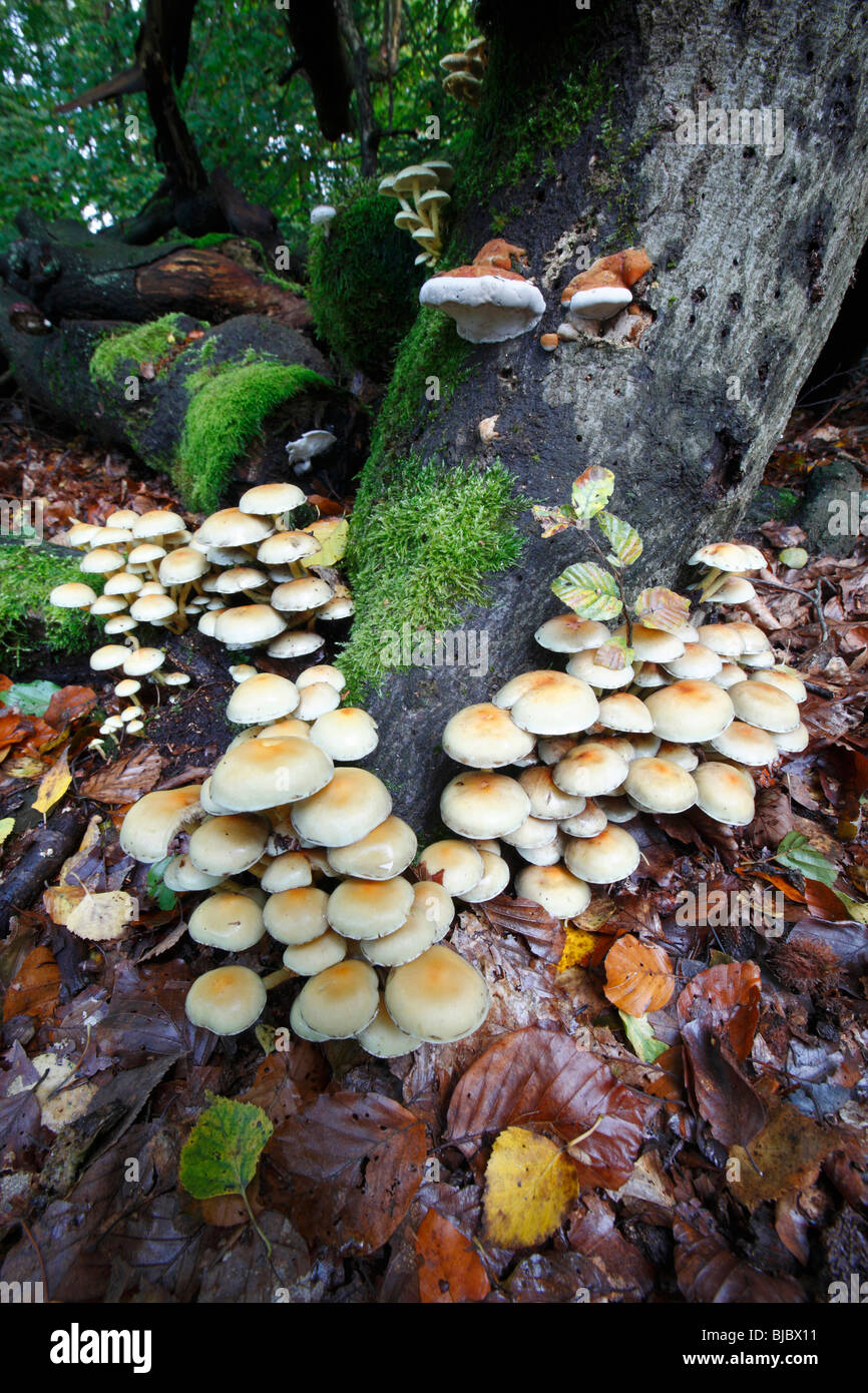Sulphur Tuft Fungi (Hypholoma fasciculare), growing on decaying tree stems in forest, Germany Stock Photo