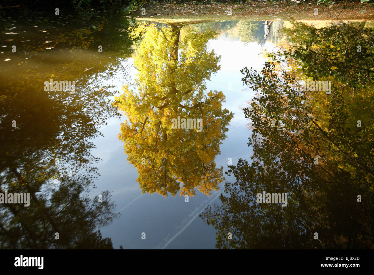 Tulip Tree (Liriodendron tulipifera), reflection in lake, Germany Stock Photo