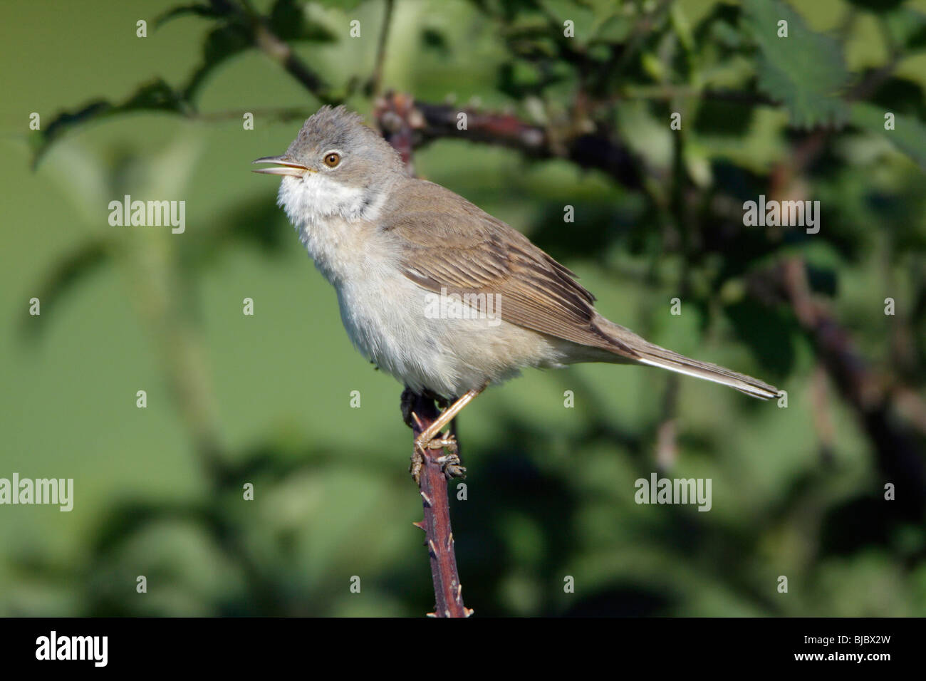 Whitethroat (sylvia Communis), Male Singing From Briar Branch Stock 