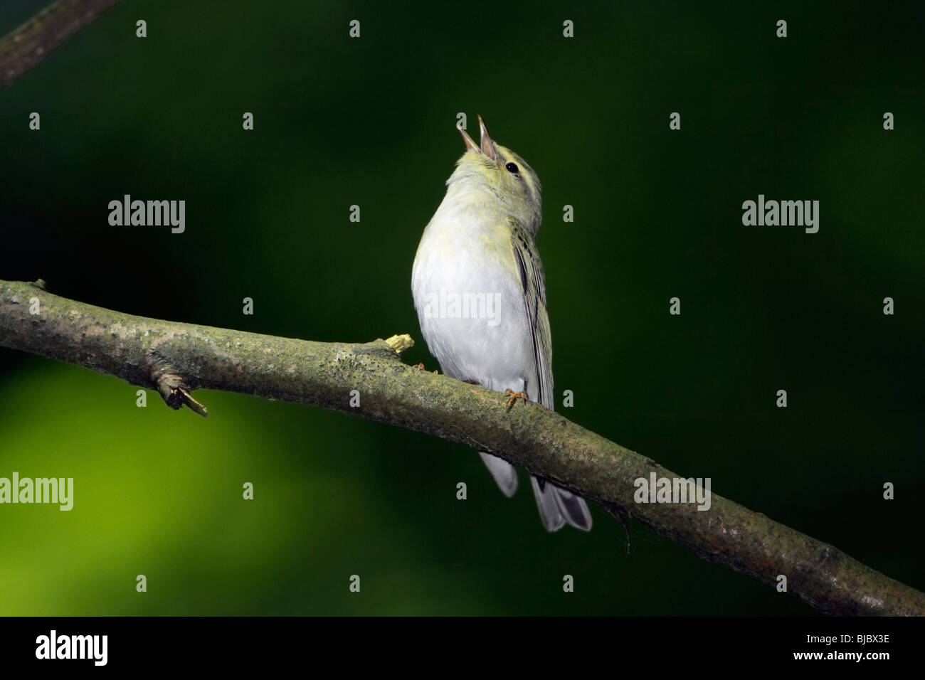 Wood Warbler (Phylloscopus sibilatrix), singing from branch Stock Photo