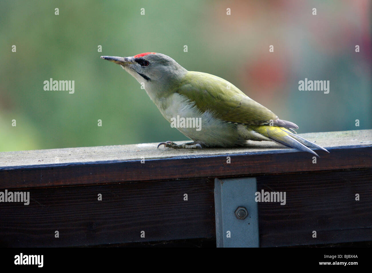 Grey-Headed Woodpecker (Picus canus), sitting on house balcony, Germany Stock Photo