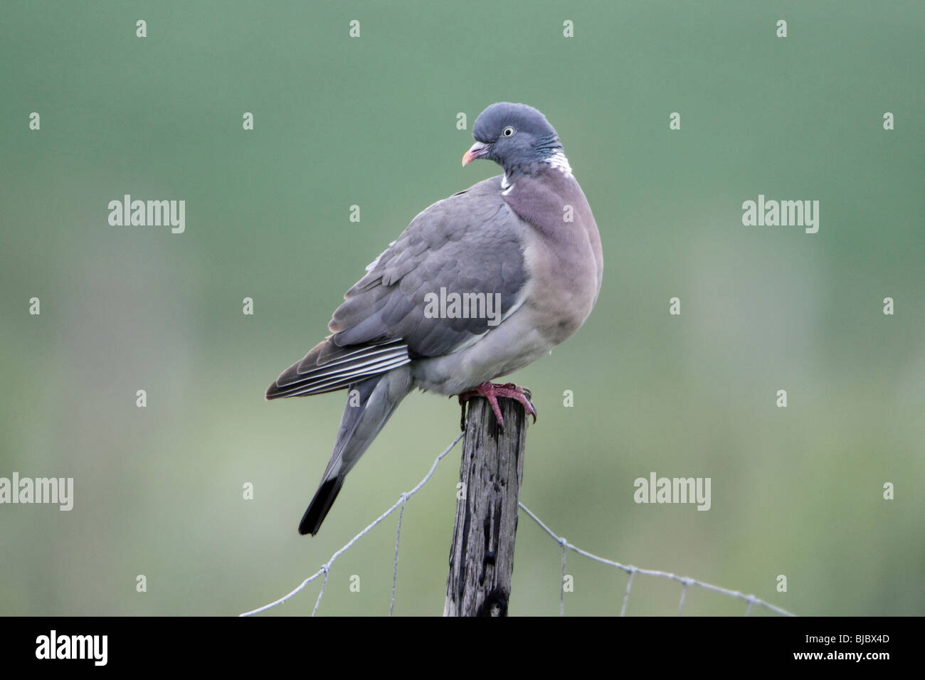 Wood Pigeon (Columba palumbus), perched on fence post, Germany Stock Photo