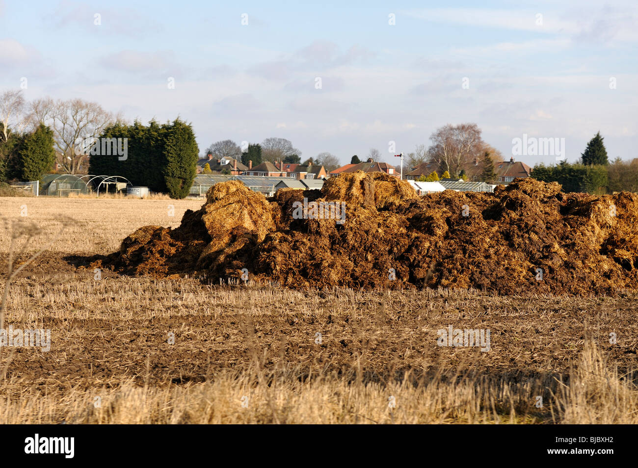 Huge pile of horse manure Stock Photo