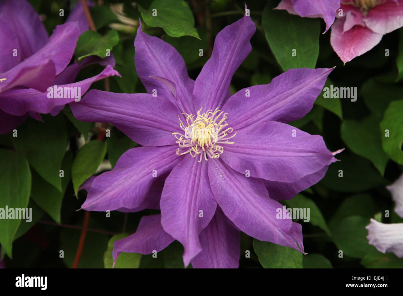 Clematis Frau Mikiko, early, large flowered climber Stock Photo