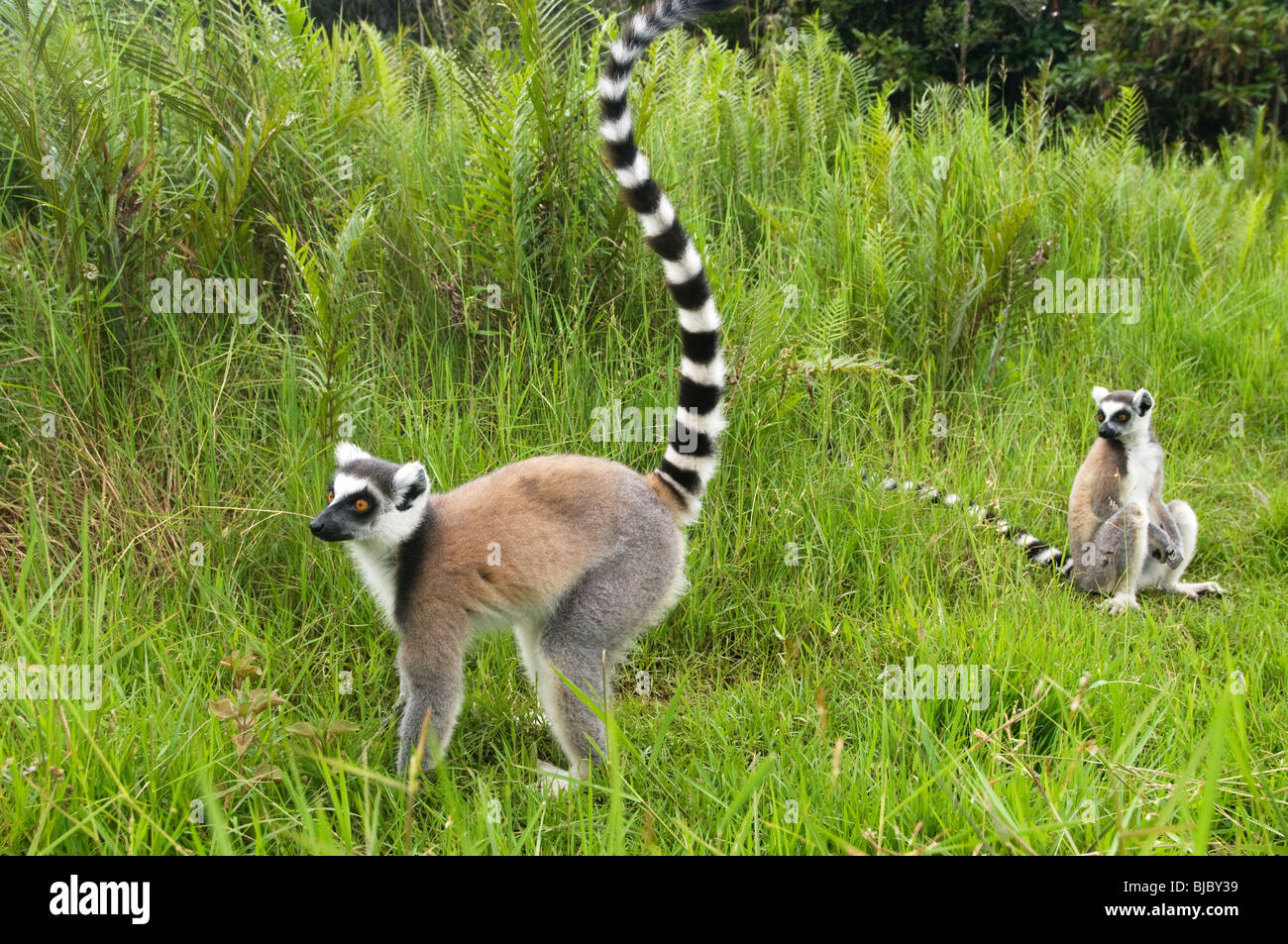 Ring tailed lemurs playing in some grass Stock Photo