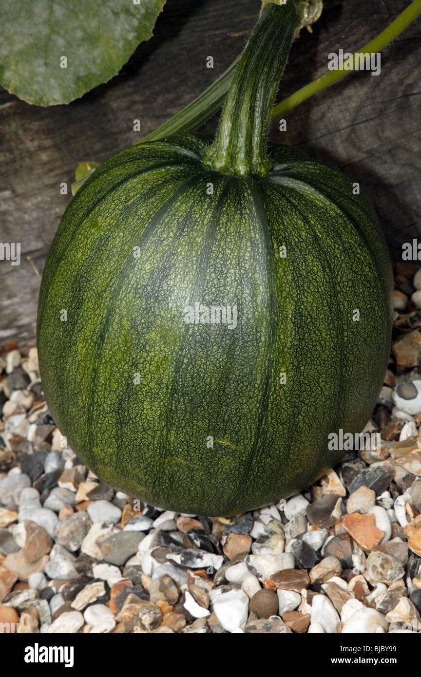 Close-up view of a  Marrow plant growing in the vegetable garden of the Salutation, Sandwich, Kent Stock Photo