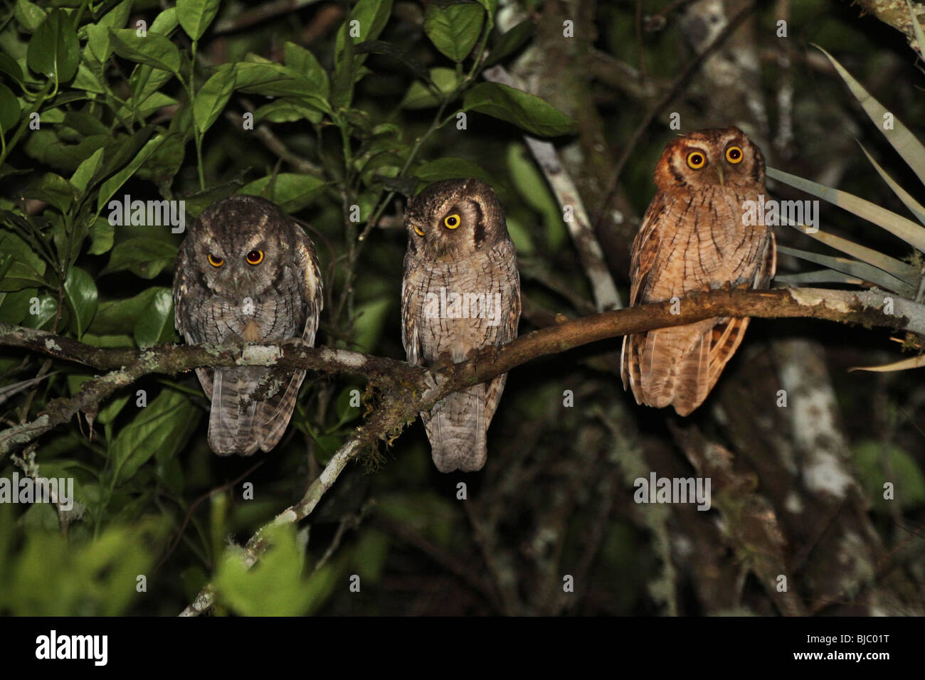 BT-262D, MOTHER AND TWO IMMATURE TROPICAL SCREECH-OWLS, Stock Photo