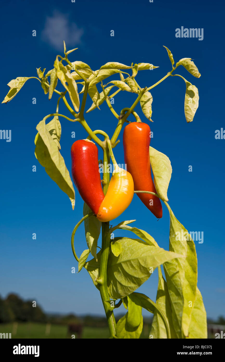 Ripe Chillies being grown in Gloucestershire, England. Stock Photo