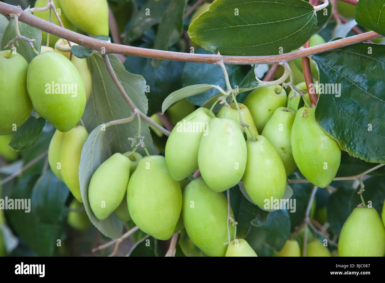 Jujube  'Ziziphus jujuba'  maturing fruit on branch. Stock Photo