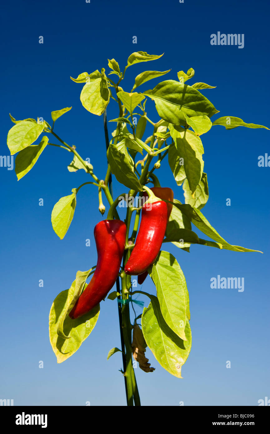 Ripe Chillies being grown in South Gloucestershire, England. Stock Photo