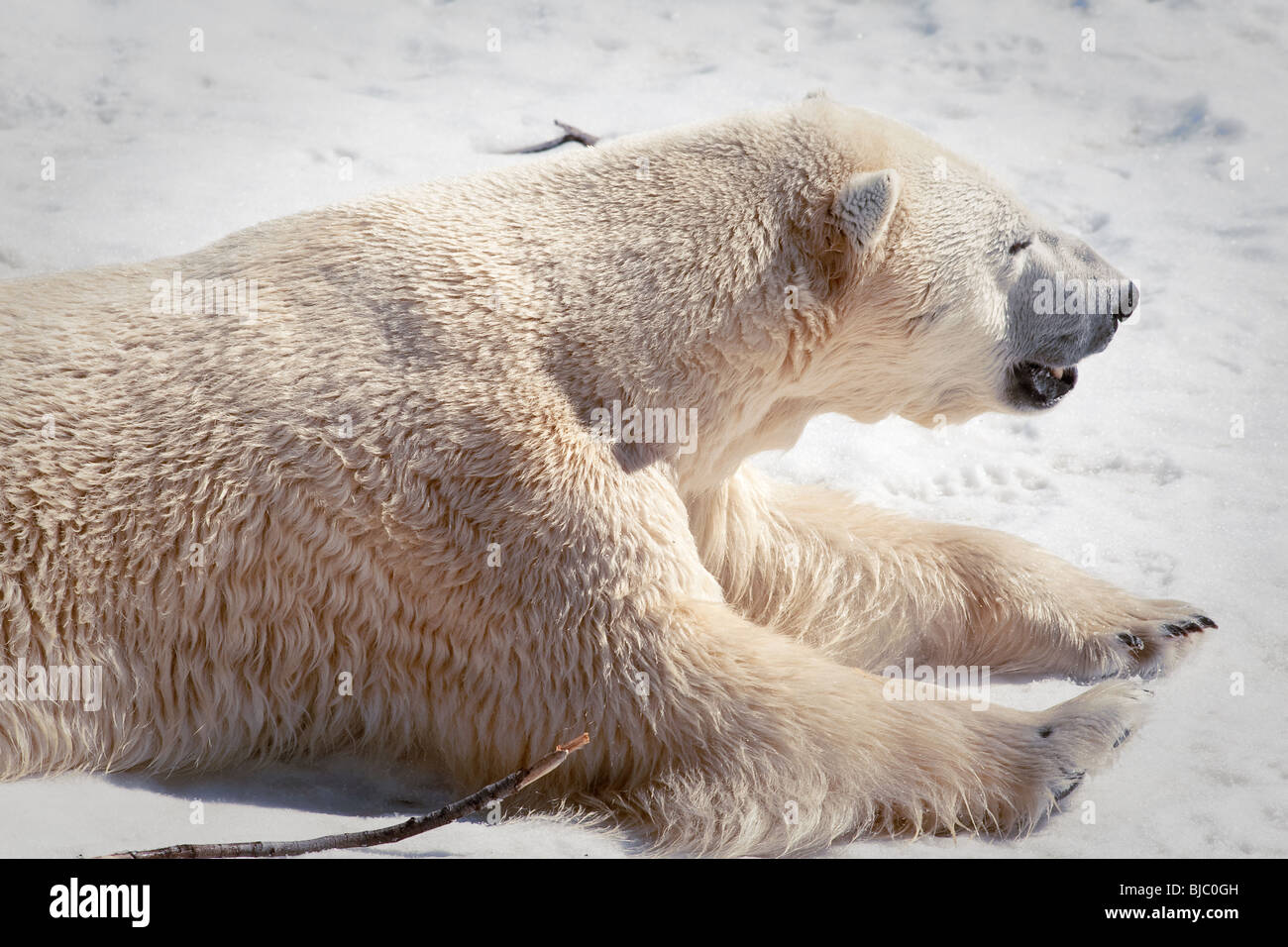 A Polar bear (Ursus maritimus - ours polair or Ours blanc) Stock Photo