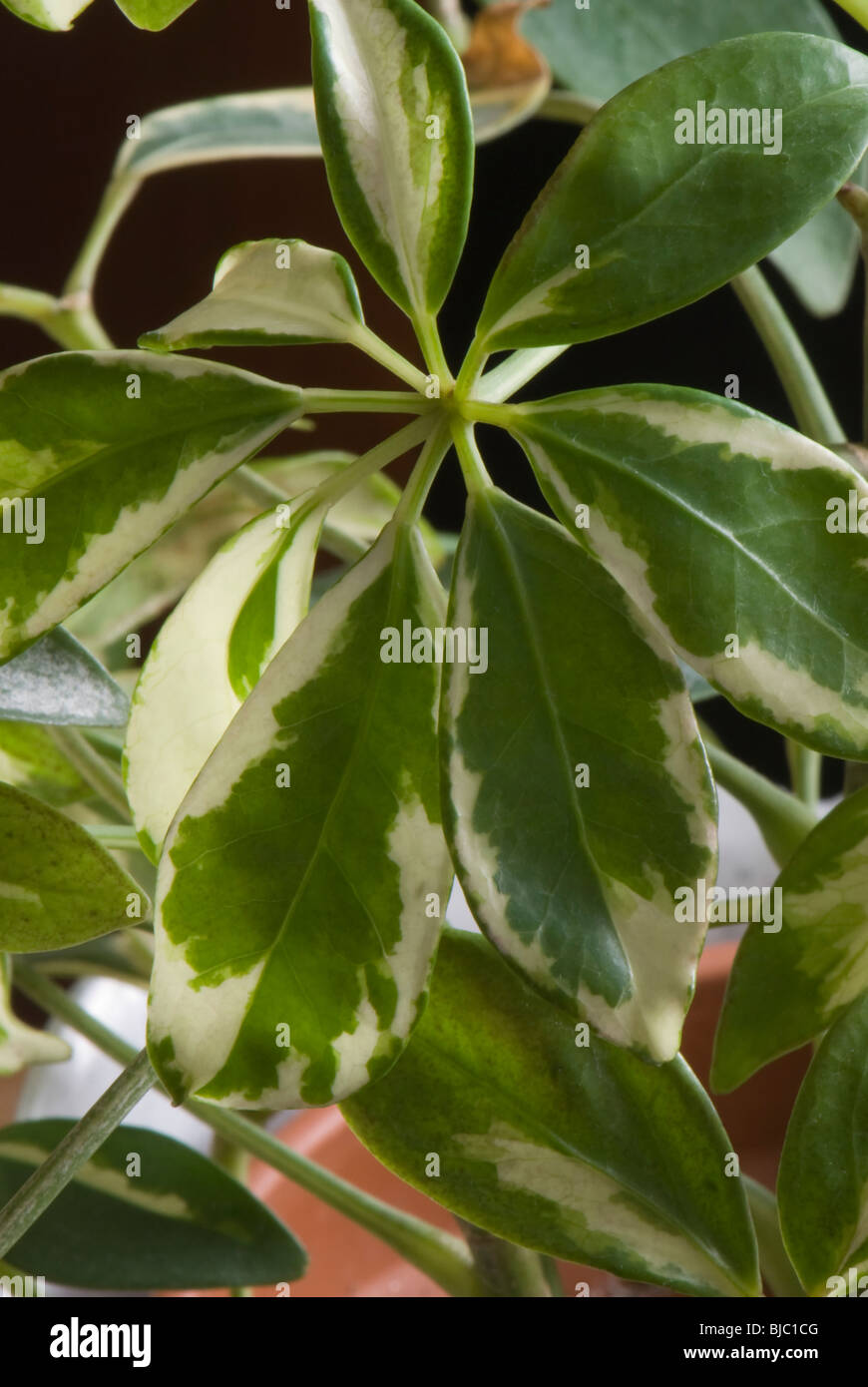 Schefflera leaves Stock Photo