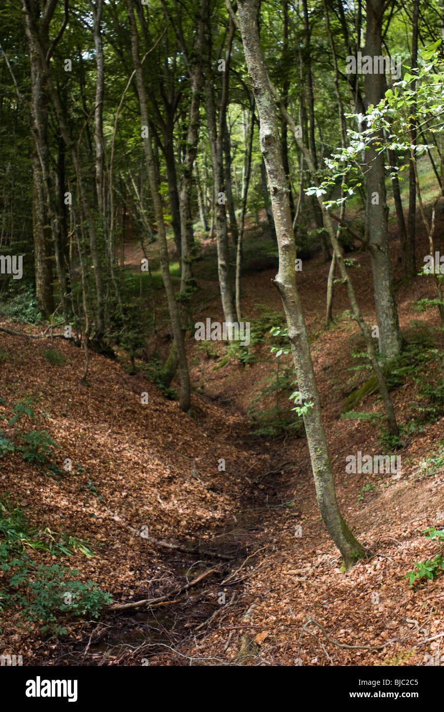 Small stream running through woods Stock Photo