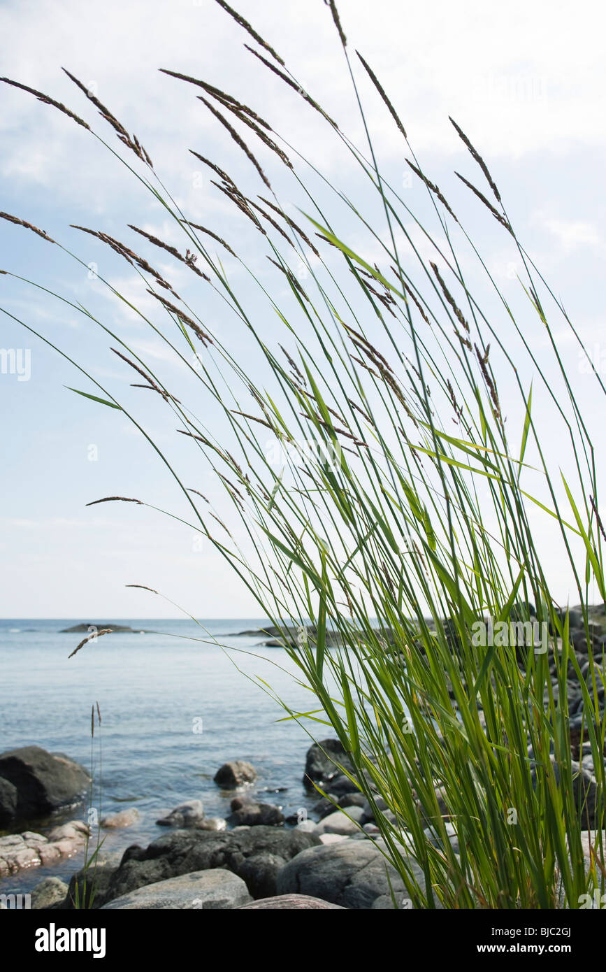 Tall grass growing on rocky shore Stock Photo