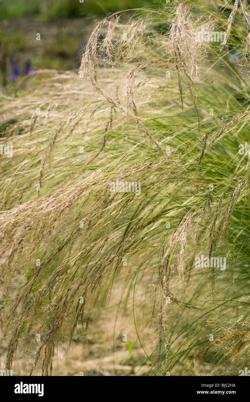 Japanese silver grass Stock Photo