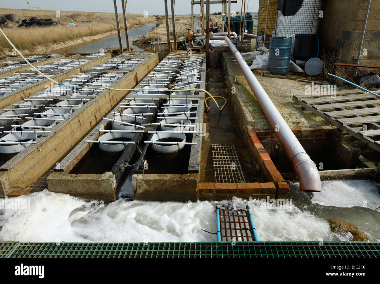 Oyster farm Stock Photo Alamy