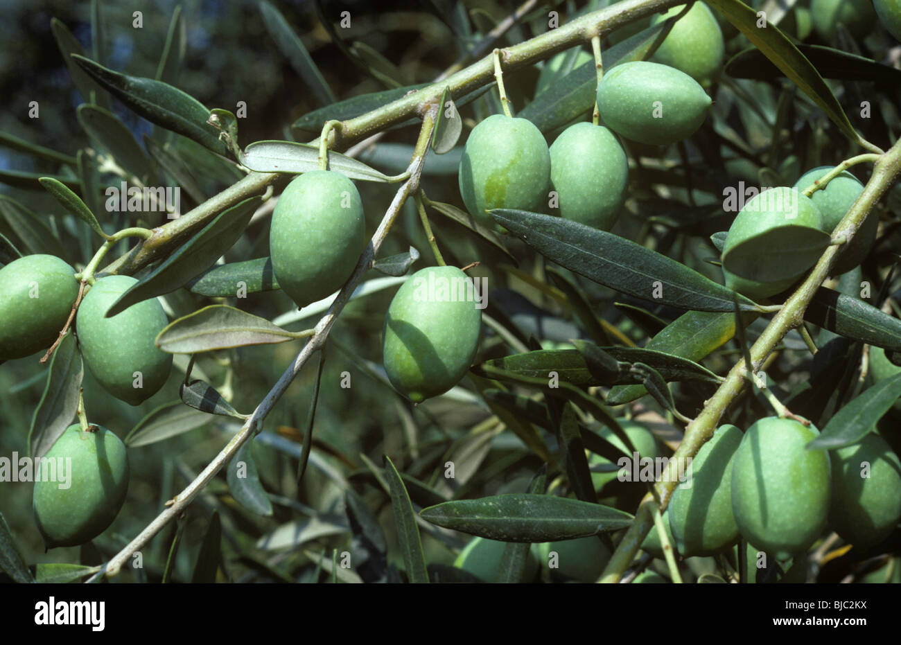 Olives On White Stock Photo - Download Image Now - Olive - Fruit