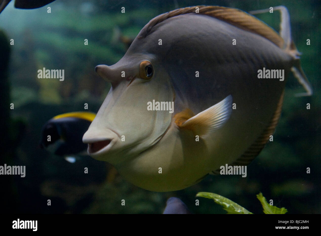 unicorn fish Stock Photo Alamy