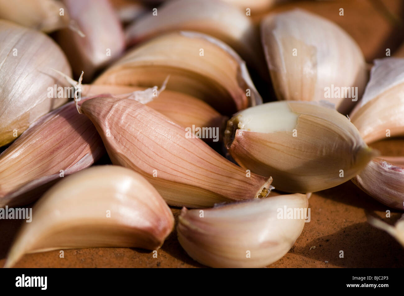 Close up of French Garlic Arno sets in a terracotto dish Stock Photo