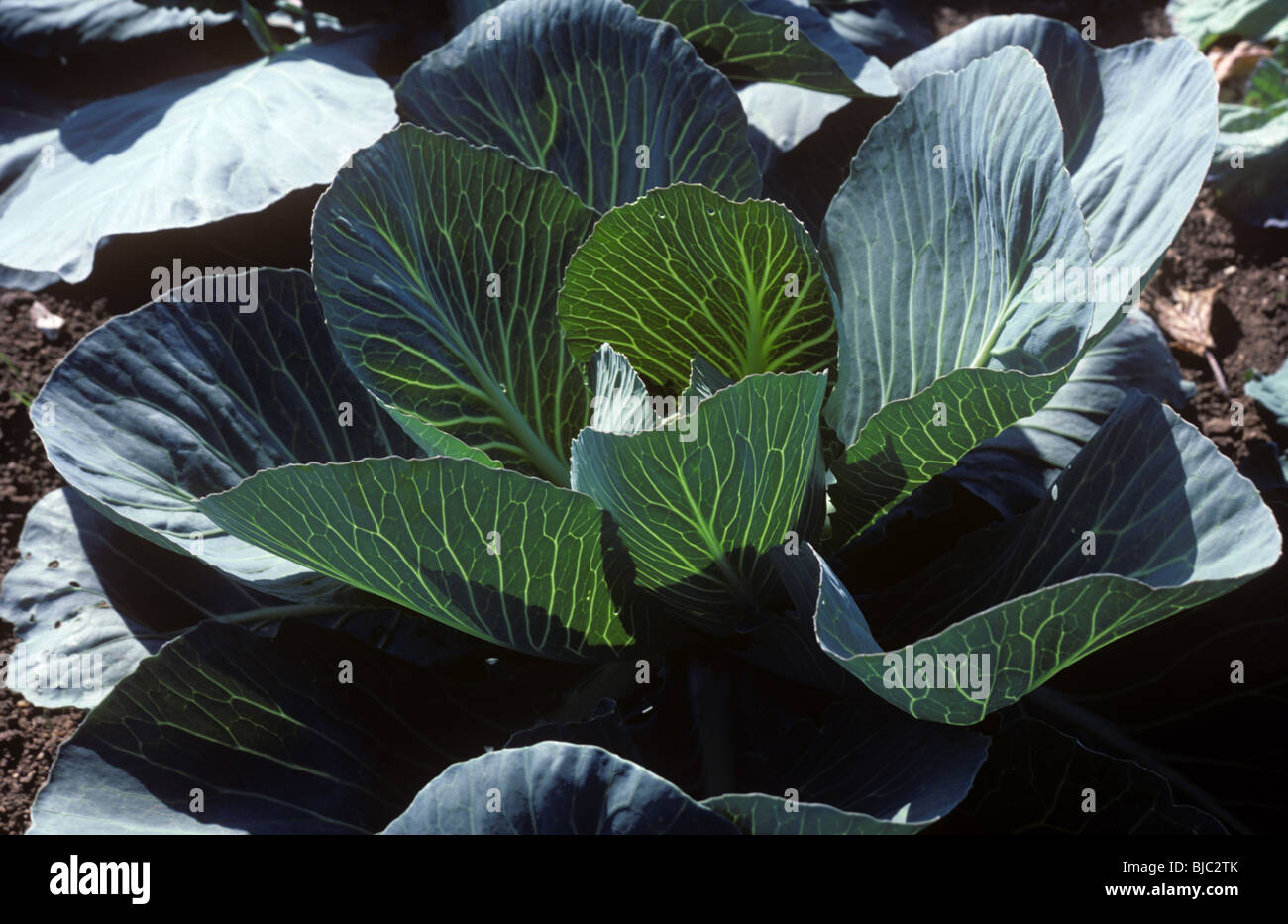 Maturing cabbage backlit and showing bold leaf veins Stock Photo