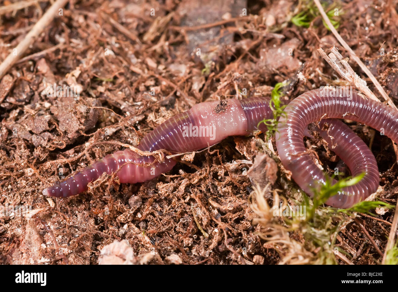 Night crawler, common earthworm, Lumbricus terrestris, Minnesota, USA Stock Photo