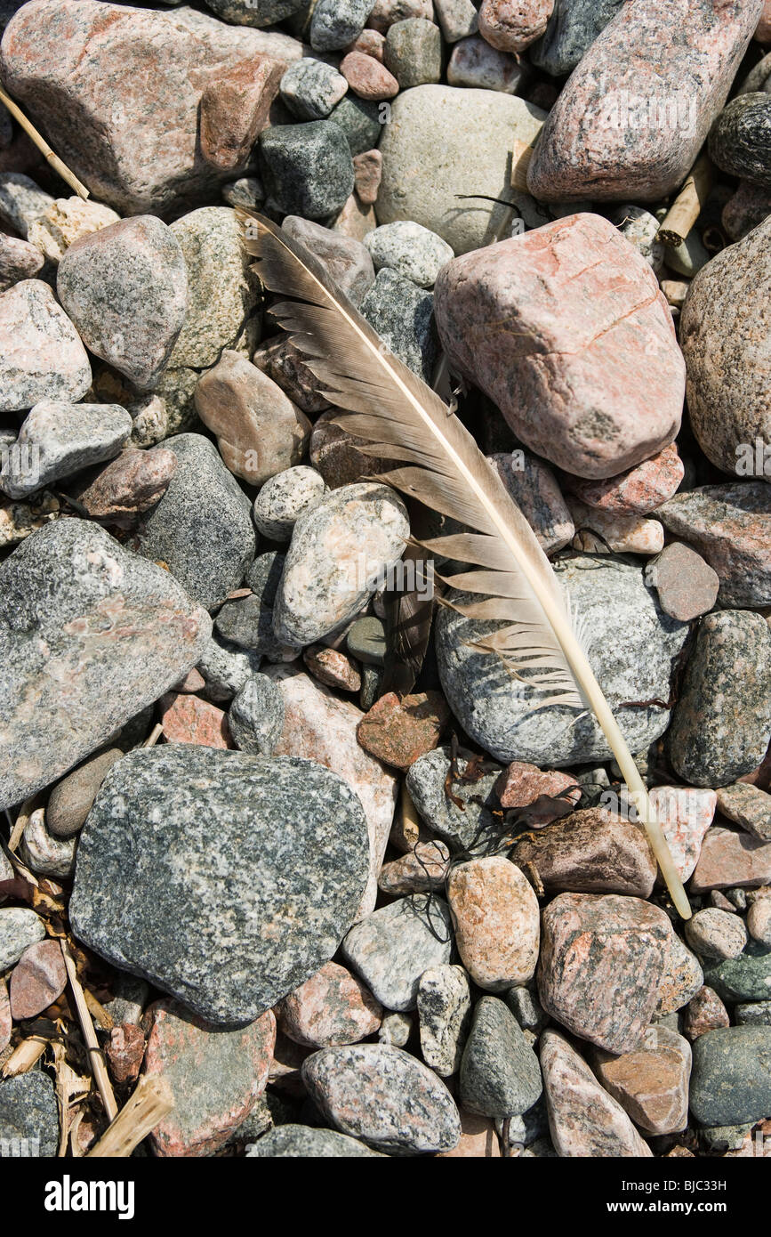 Feather lying on rocks Stock Photo