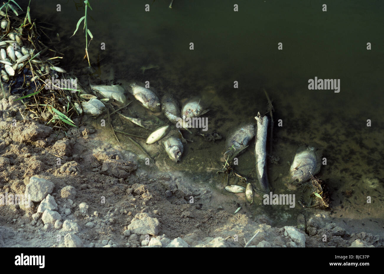 Dead fish at the edge of a polluted lake in Thailand Stock Photo