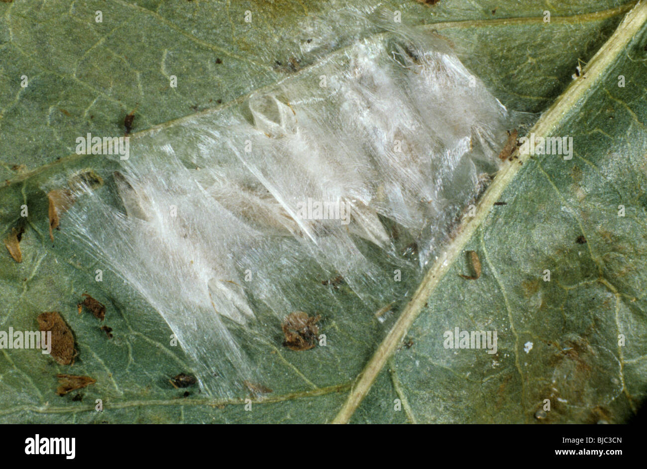 Cocoons of apple leafminer (Leucoptera malifoliella) attached to an apple leaf Stock Photo