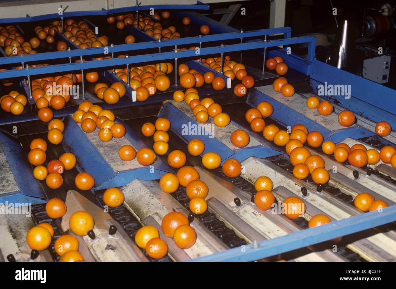 Oranges being washed sorted and graded after harvest in a packing house near Valencia, Spain Stock Photo