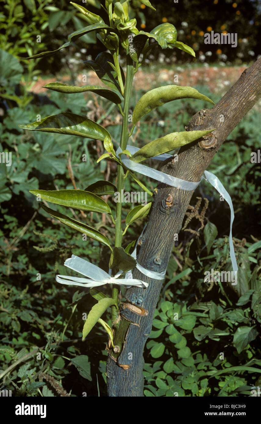 Rootstock Graft High Resolution Stock Photography And Images Alamy