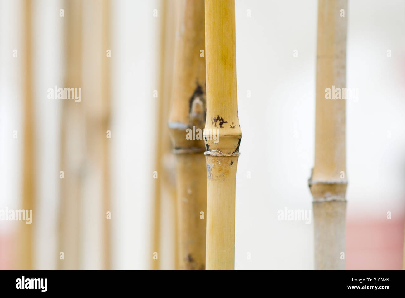 Bamboo, close-up Stock Photo