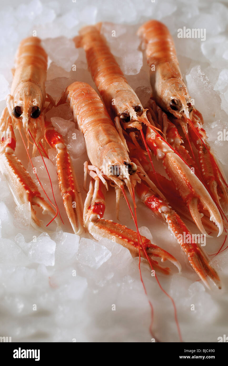 Fresh langoustine,  Scampi or Dublin Bay Prawns on a bed of ice Stock Photo