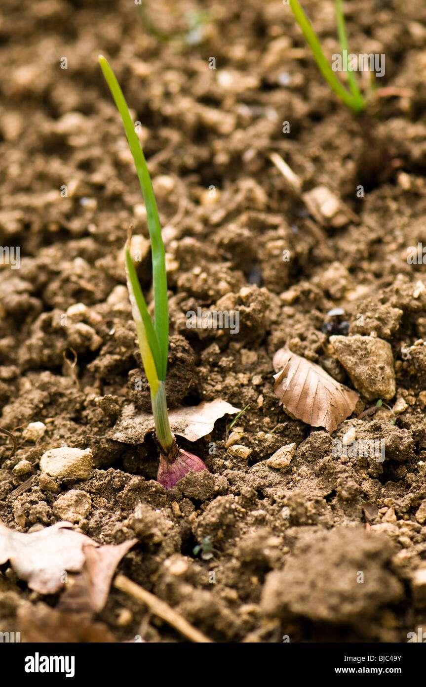 Red Onion sets, in March from sowing the previous Autumn Stock Photo